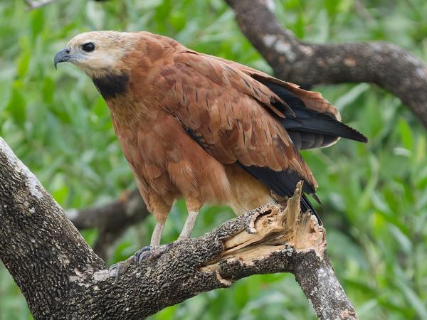 Moerasbuizerd (Busarellus nigricollis)